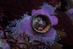 Thylacodes natalensis