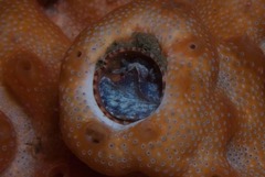 Thylacodes natalensis