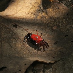 Paraleptuca crassipes