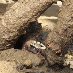 Austruca triangularis