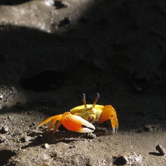 Tubuca coarctata