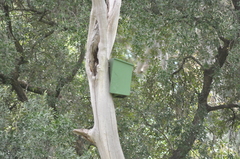 Pseudocheirus peregrinus