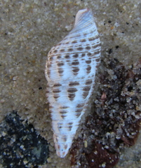 Batillaria australis