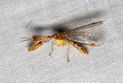 Austromantispa imbecilla