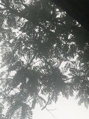 Gleditsia triacanthos