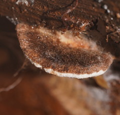 Postia pelliculosa