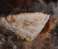 Postia pelliculosa