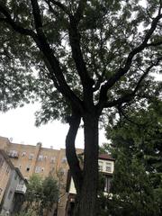 Gleditsia triacanthos