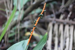 Chamaedorea tepejilote