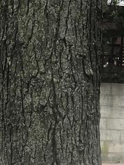 Gleditsia triacanthos