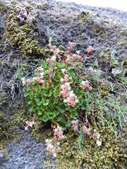 Saxifraga maderensis image