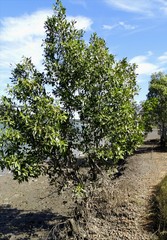 Avicennia marina