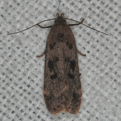 Anacampsis innocuella