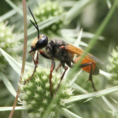Sphex flavipennis