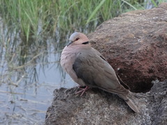 Streptopelia semitorquata