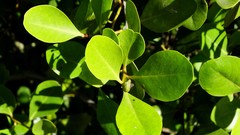 Aegiceras corniculatum