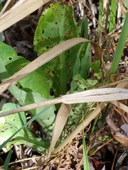 Anemopsis californica
