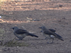 Turdoides leucopygia