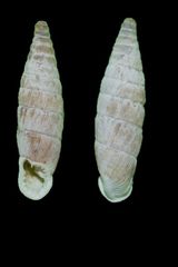 Strigillaria denticulata image