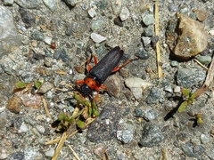 Phytoecia affinis