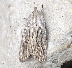 Catabena lineolata
