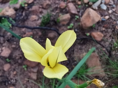 Moraea collina