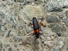 Phytoecia affinis