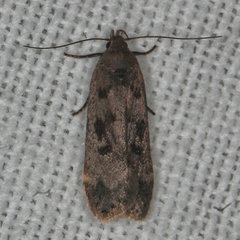 Anacampsis innocuella
