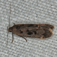 Anacampsis innocuella