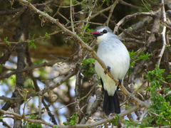 Halcyon senegalensis
