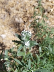 Cryptantha barbigera