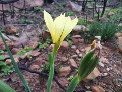 Moraea collina