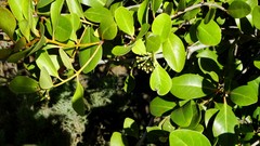 Aegiceras corniculatum