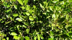 Aegiceras corniculatum