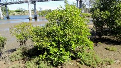 Aegiceras corniculatum