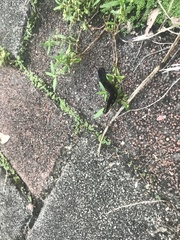 Theretra oldenlandiae