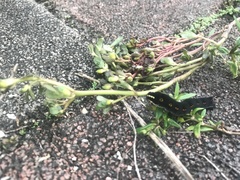 Theretra oldenlandiae