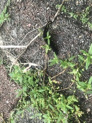 Theretra oldenlandiae