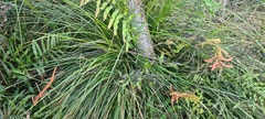 Carex virgata