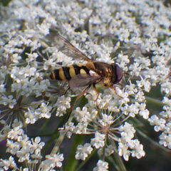 Epistrophe xanthostoma