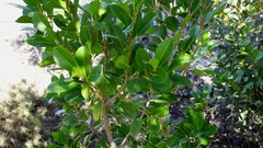 Excoecaria agallocha