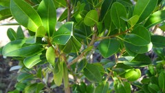 Excoecaria agallocha