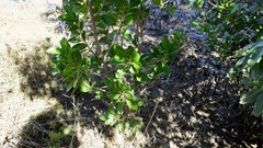 Excoecaria agallocha