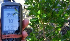 Excoecaria agallocha