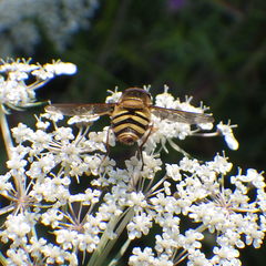 Epistrophe xanthostoma