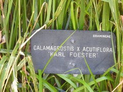 Calamagrostis × acutiflora
