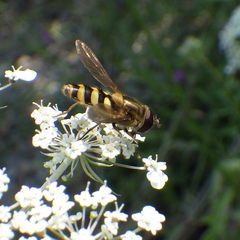 Epistrophe xanthostoma