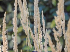 Calamagrostis × acutiflora