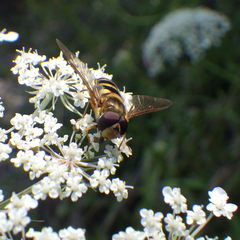 Epistrophe xanthostoma