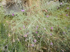 Centaurea arrigonii